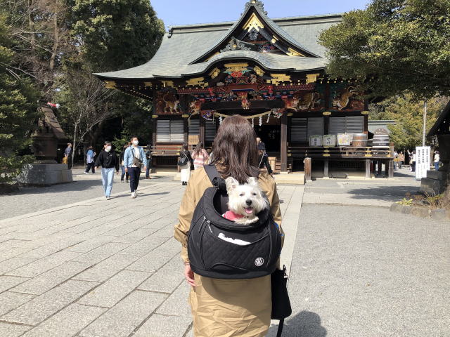 2023年3月11日 秩父神社にペットのウエストハイランドホワイトテリアのはなちゃんとお出かけ